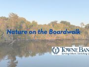 Duck Town Park, Spring Nature on the Boardwalk