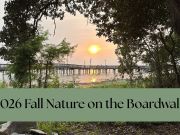 Duck Town Park, Fall Nature on the Boardwalk