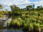 Duck Town Park, Winter Sound and Park Clean-Up