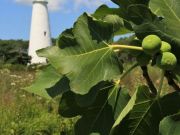 Annual Ocracoke Fig Festival