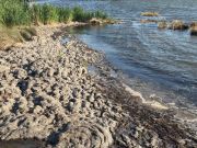 Duck Town Park, The Shore Thing: Let's Talk Seagrass