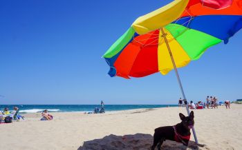 KEES Vacations, Pets Stay Free