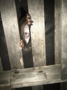 Wicked Woods Haunted Attraction photo