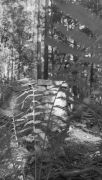 Wicked Woods Haunted Attraction photo