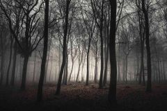 Wicked Woods Haunted Attraction photo