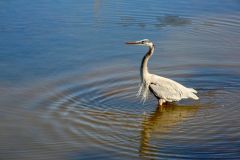 Duck Town Park photo