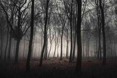 Wicked Woods Haunted Attraction photo