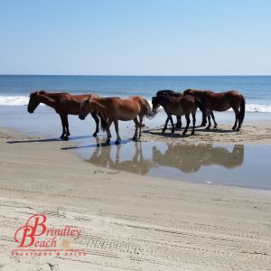 Brindley Beach Vacations photo