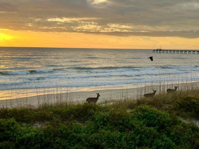 Duck Town Park photo