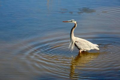 Duck Town Park photo