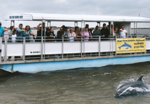 Kitty Hawk Kites, Outer Banks Dolphin Tours