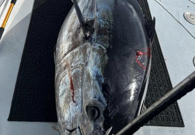 bluefin tuna