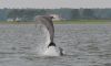 Captain Johnny’s Dolphin Tours