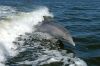 Captain Johnny’s Dolphin Tours