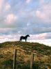 Back Country Wild Horse Safari