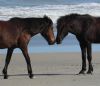 Back Country Wild Horse Safari