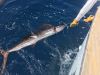 Fish Ocracoke