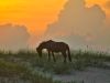 Back Beach Wild Horse Tours