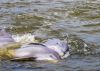 Paradise Dolphin Cruises