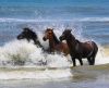 Bob's Corolla Wild Horse Tours