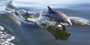 Crystal Dawn Head Boat Fishing and Evening Cruise