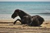 Corolla Wild Horse Tours