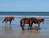 Corolla Wild Horse Tours