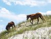 Back Beach Wild Horse Tours