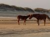Bob's Corolla Wild Horse Tours