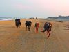 Bob's Corolla Wild Horse Tours