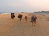 Back Beach Wild Horse Tours Corolla NC