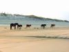 Back Beach Wild Horse Tours Corolla NC
