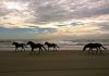 Bob's Corolla Wild Horse Tours