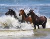 Corolla Wild Horse Tours
