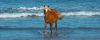 Corolla Wild Horse Fund