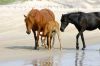 Back Beach Wild Horse Tours Corolla NC