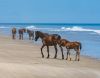 Back Beach Wild Horse Tours