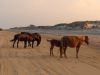 Bob's Corolla Wild Horse Tours