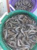 Risky Business Shrimping & Crabbing Charters