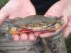 Risky Business Shrimping & Crabbing Charters