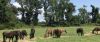 Corolla Wild Horse Fund