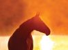 Corolla Wild Horse Tours