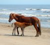 Corolla Wild Horse Tours