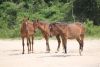 Back Beach Wild Horse Tours Corolla NC