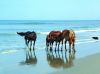 Bob's Corolla Wild Horse Tours