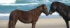 Corolla Wild Horse Fund