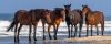 Corolla Wild Horse Fund