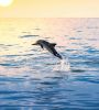 Harbor Star Dolphin Tours