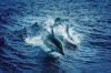 Harbor Star Dolphin Tours