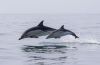 Harbor Star Dolphin Tours